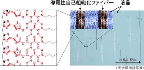 TTF fiber formation in LCs